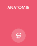 Anatomie